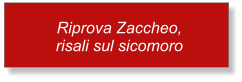 Riprova Zaccheo, risali sul sicomoro